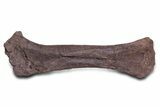 Fossil Sauropod (Camarasaurus) Femur with Metal Stand - Colorado #335471-5